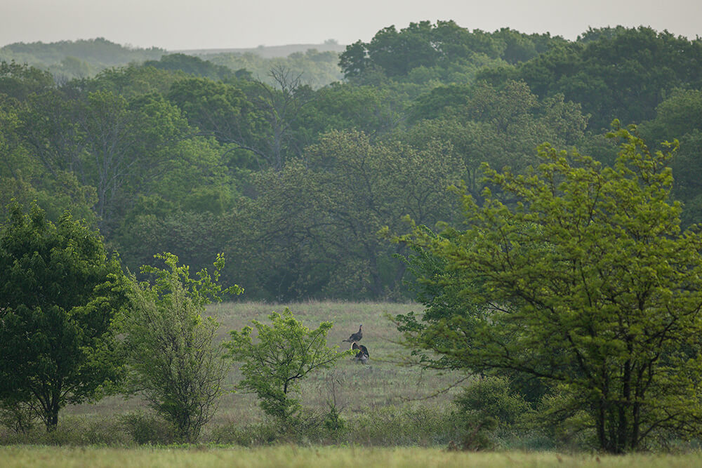 Wild Turkeys in pasture surrounded by trees