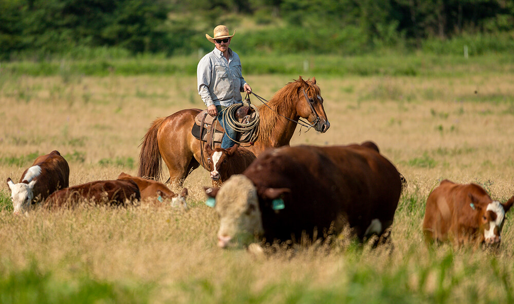 working cattle