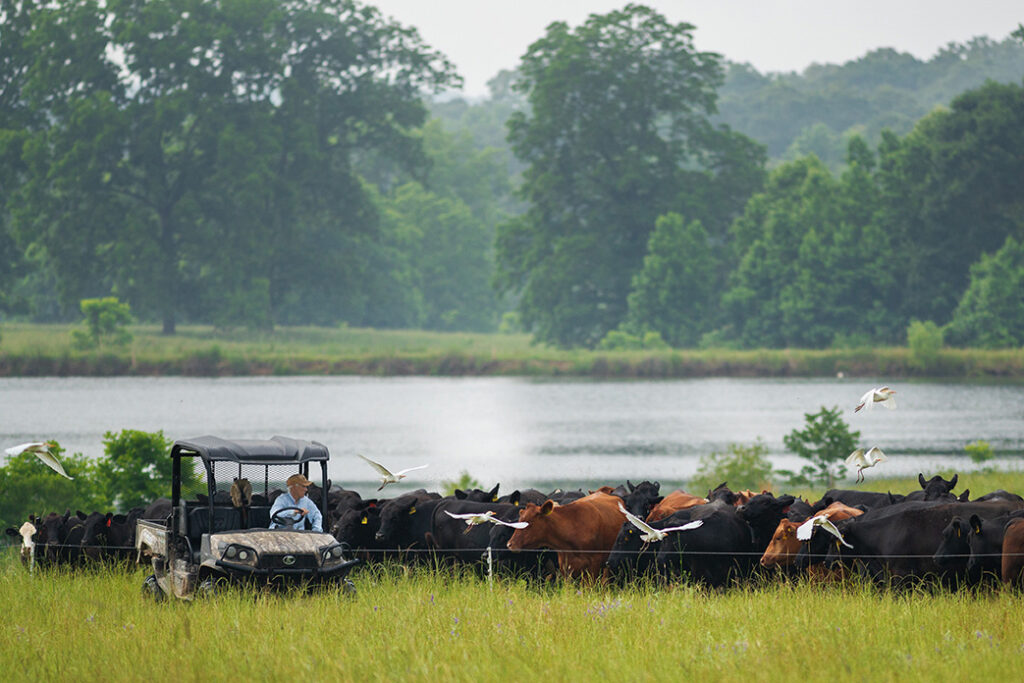 cattle grazing near pond
