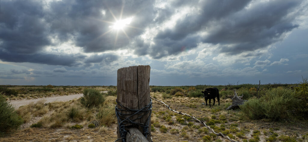 cow in field