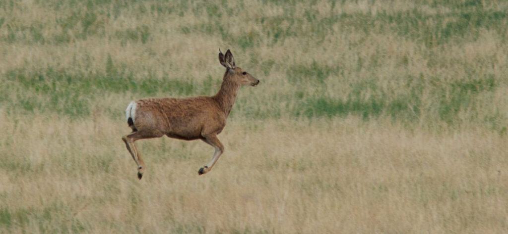 deer in field