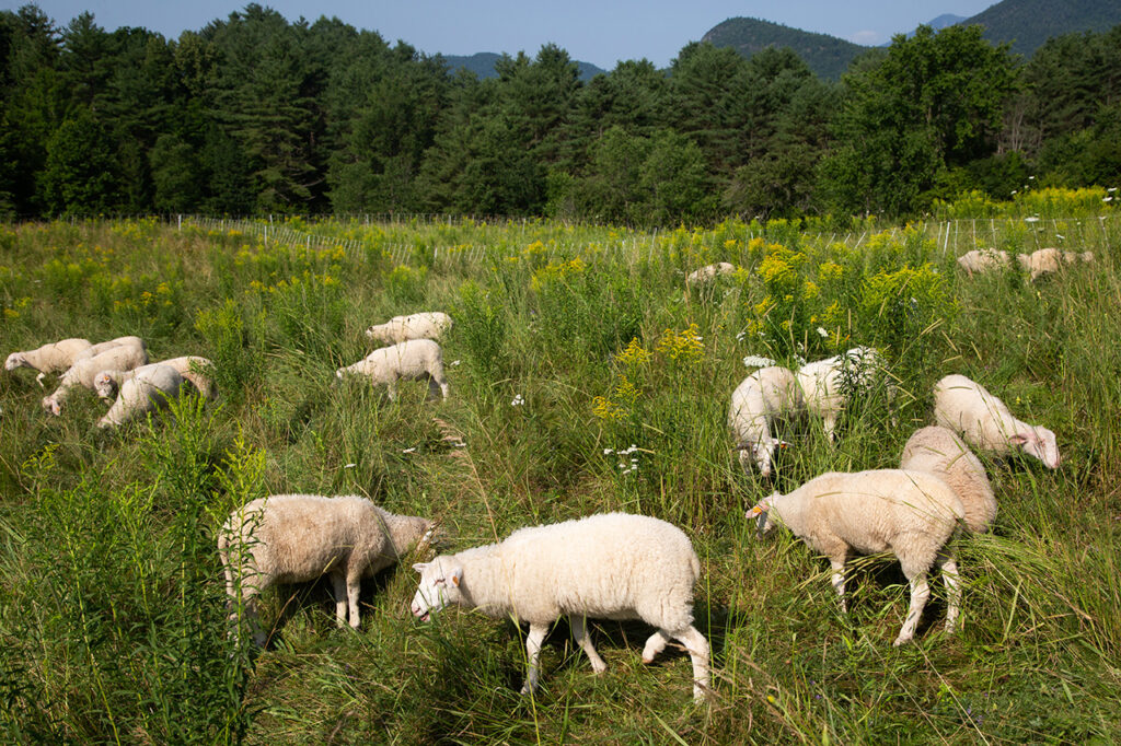 Lambs graze in the pasture