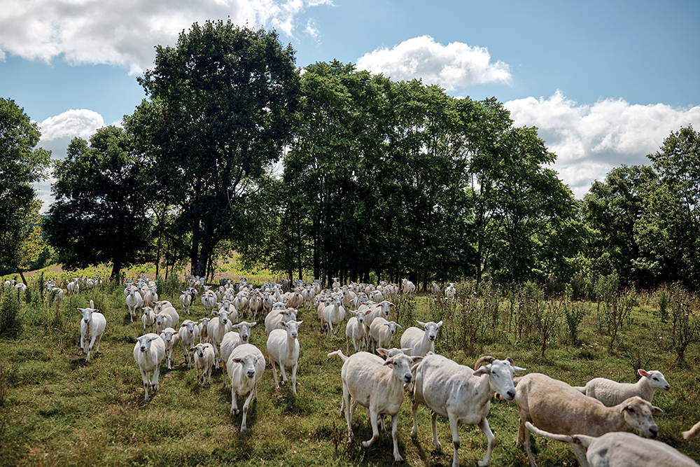 sheep moving into new paddock