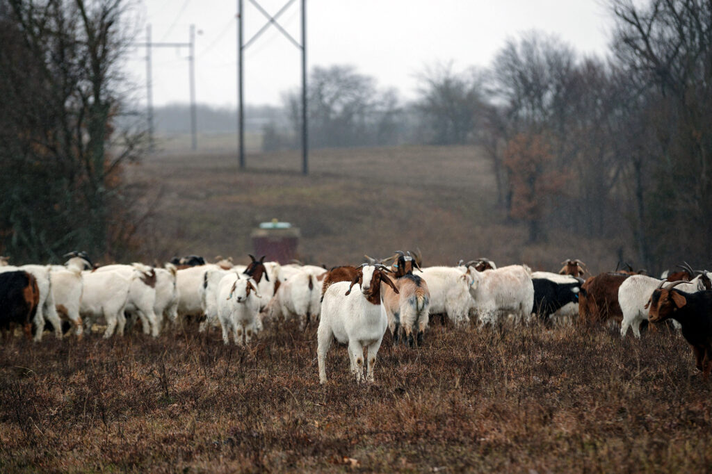 Goats grazing