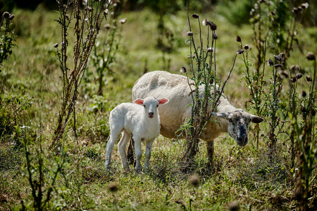sheep graze pasture