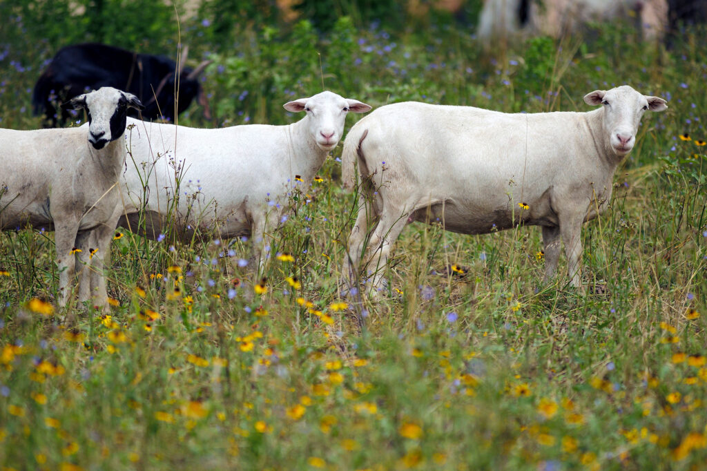 sheep grazing