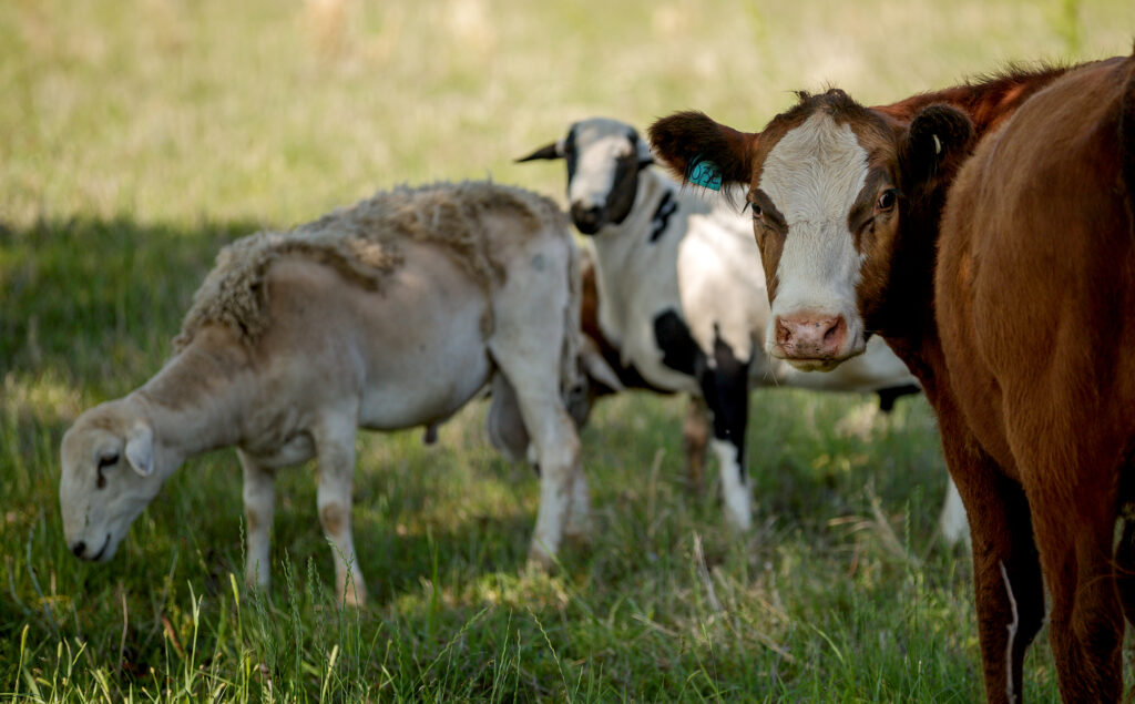 multi-species grazing