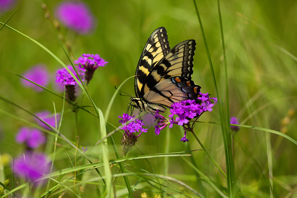 butterfly on flower