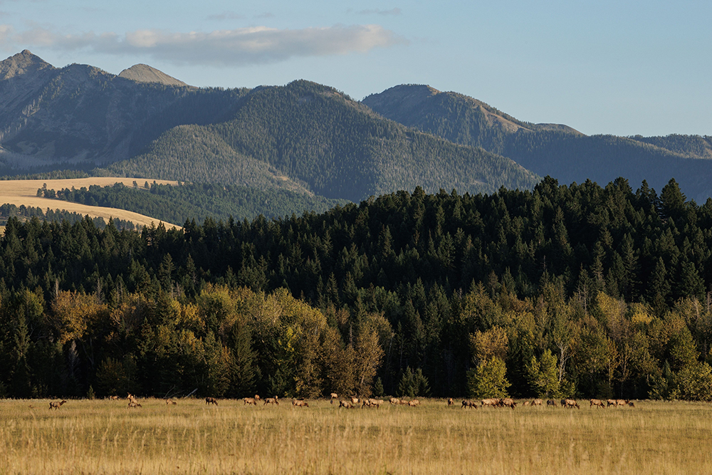 mountain landscape with deer