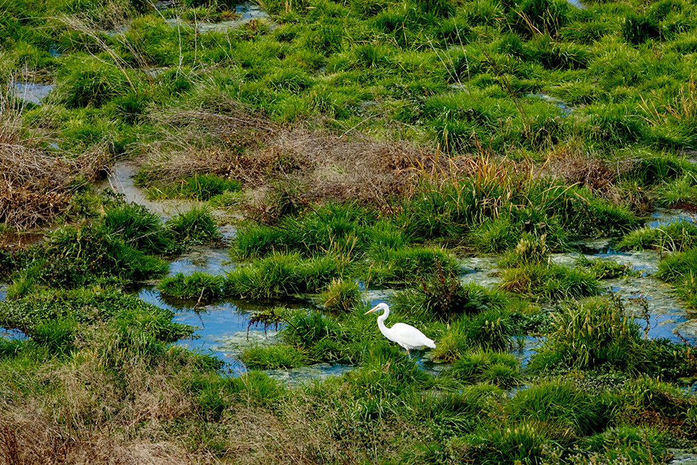heron on wetland