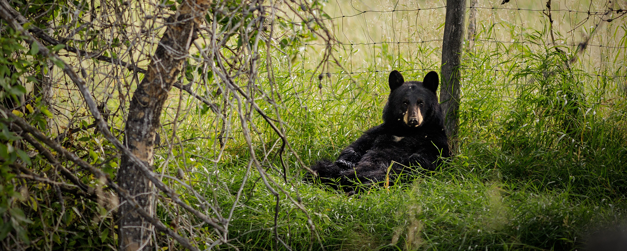 lounging bear