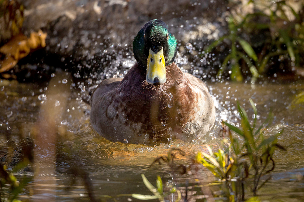 mallard duck in pond
