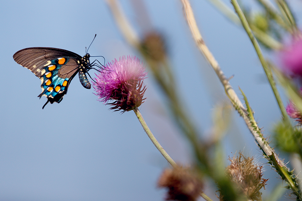 butterfly on flower