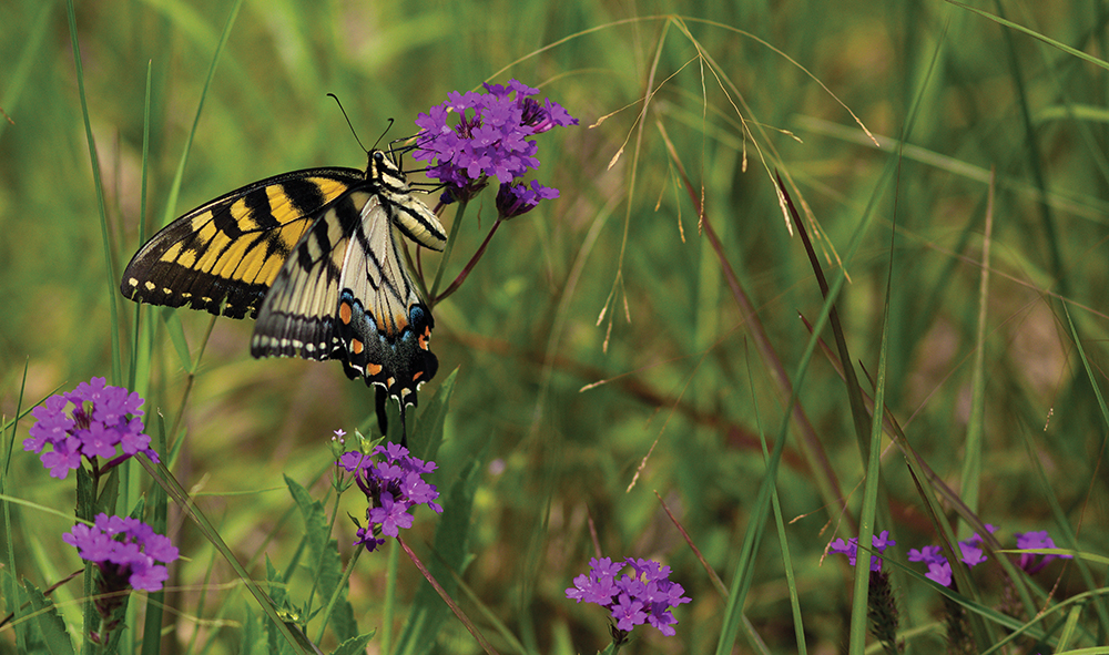 butterfly on flower