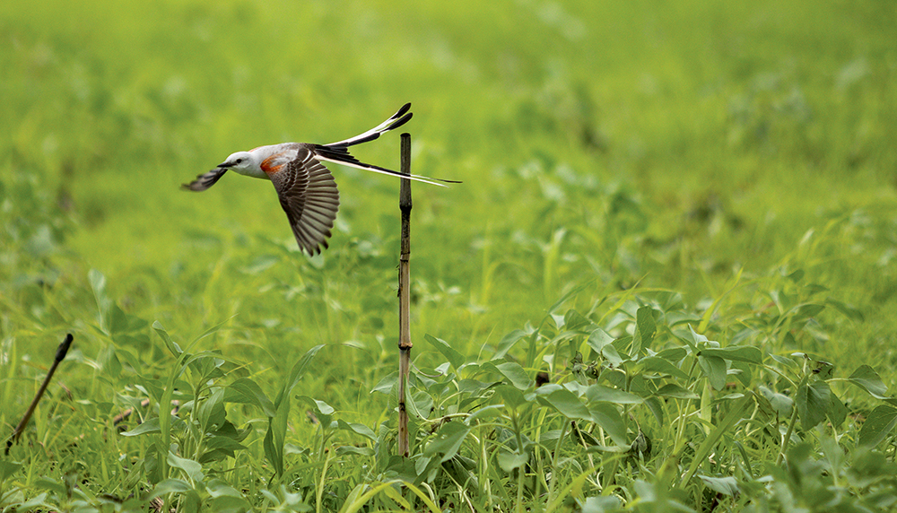 scissor-tailed flycatcher