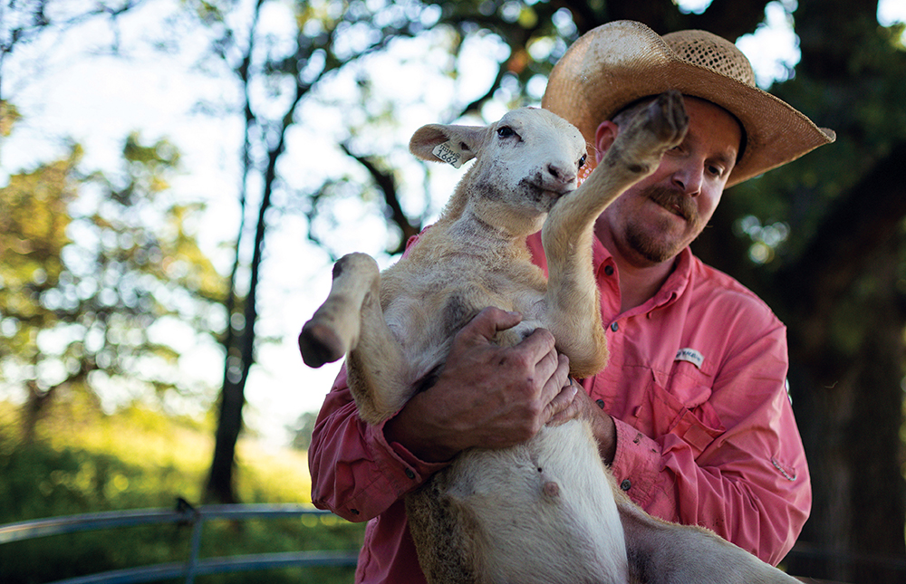 wrangling lamb