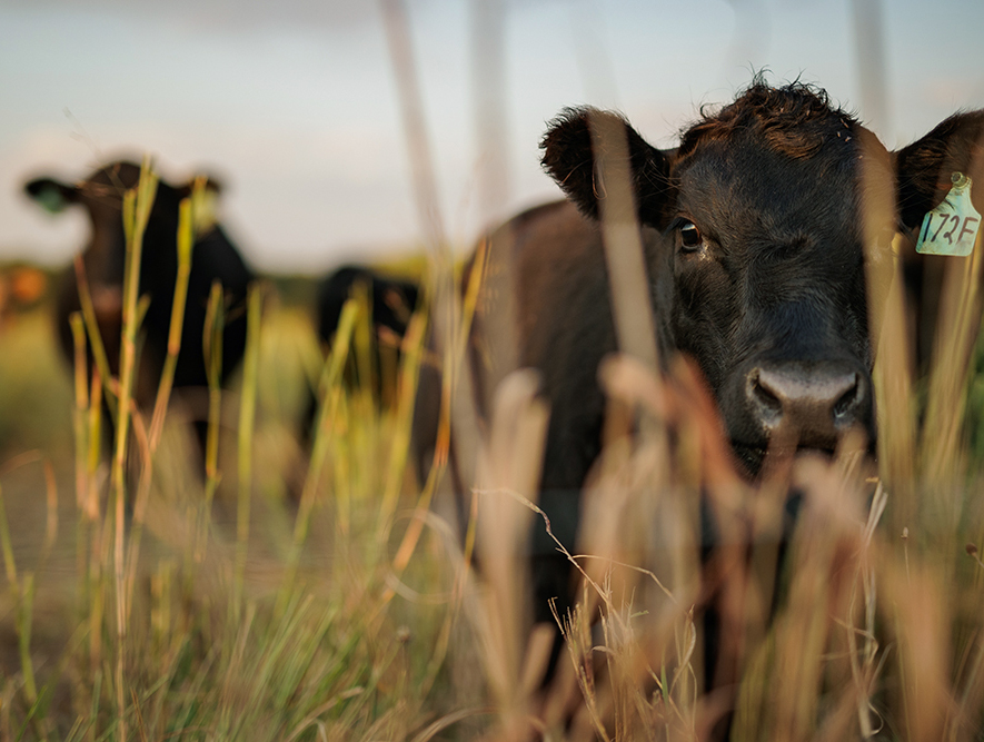 cattle and calves graze a pasture as the sun rises