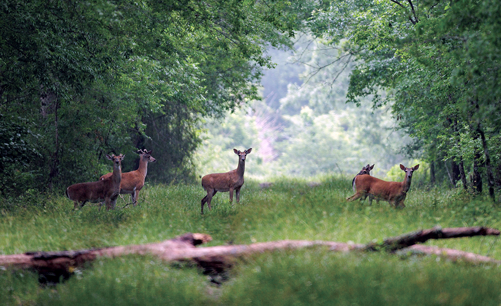 deer in meadow