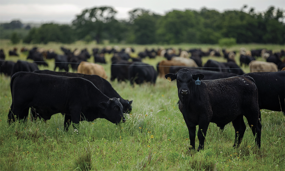 cattle grazing