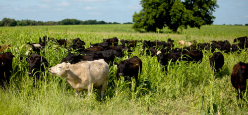 Noble Research Institute Introduces Latest Course, MarketSMART Ranching, Focused on Market-Driven Decision Making for Farmers and Ranchers thumb