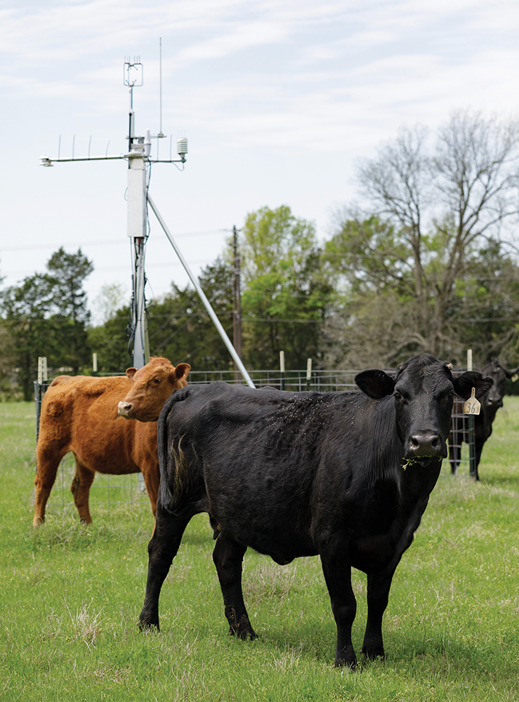cattle in pasture