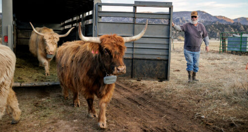 Is Virtual Fencing Right for Your Ranch? thumb