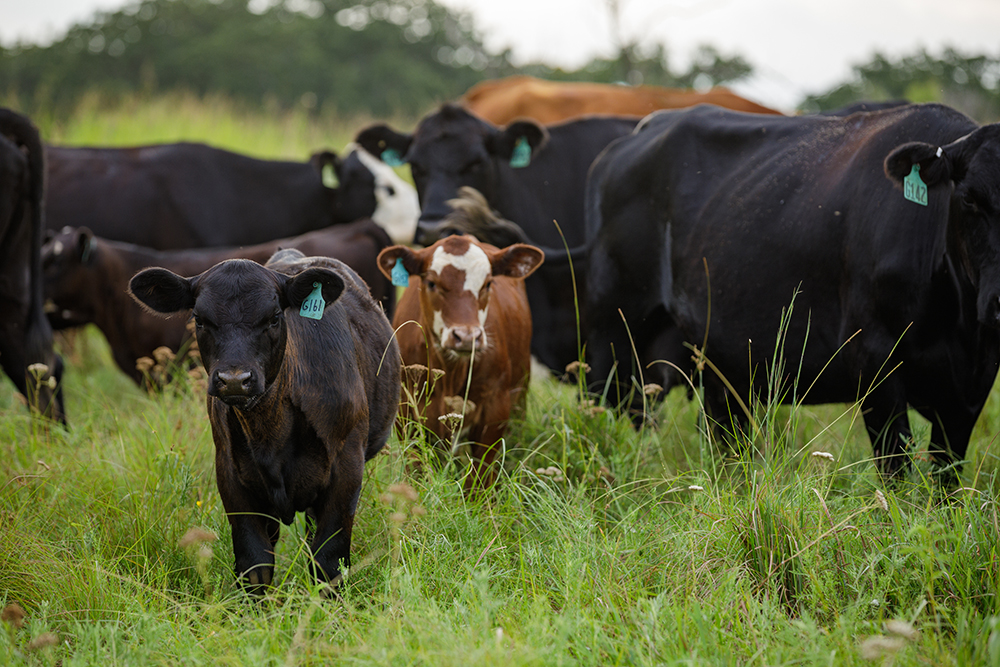 Cattle graze as the sun rises