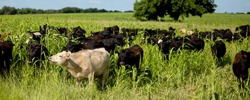 Noble Research Institute Introduces Latest Course, MarketSMART Ranching, Focused on Market-Driven Decision Making for Farmers and Ranchers thumb