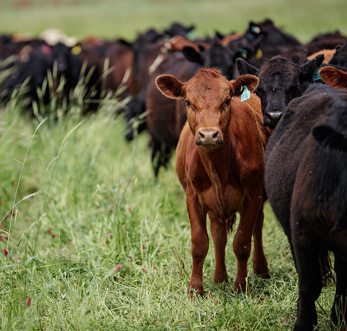 adaptive grazing