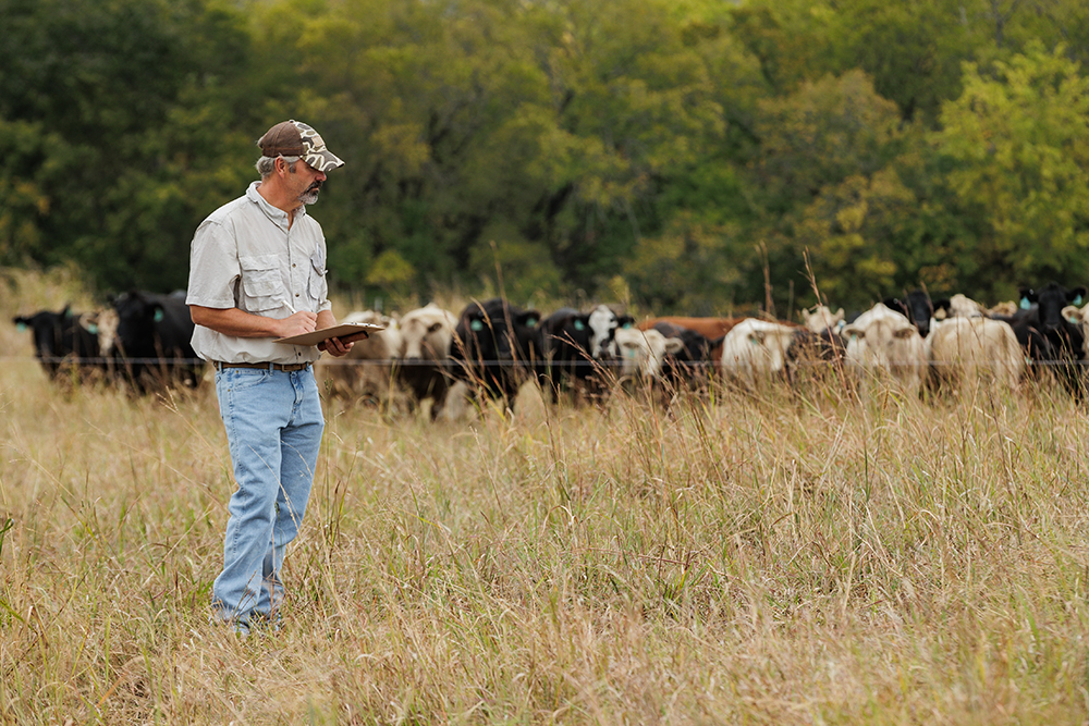moving cattle with adaptive grazing