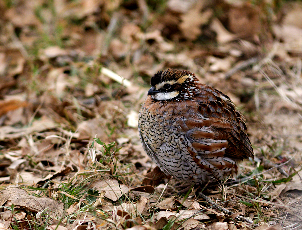 bobwhite quail