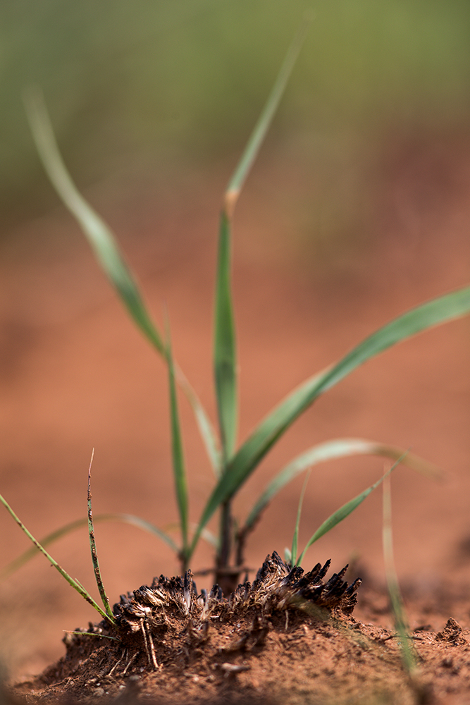 regrowth after burn