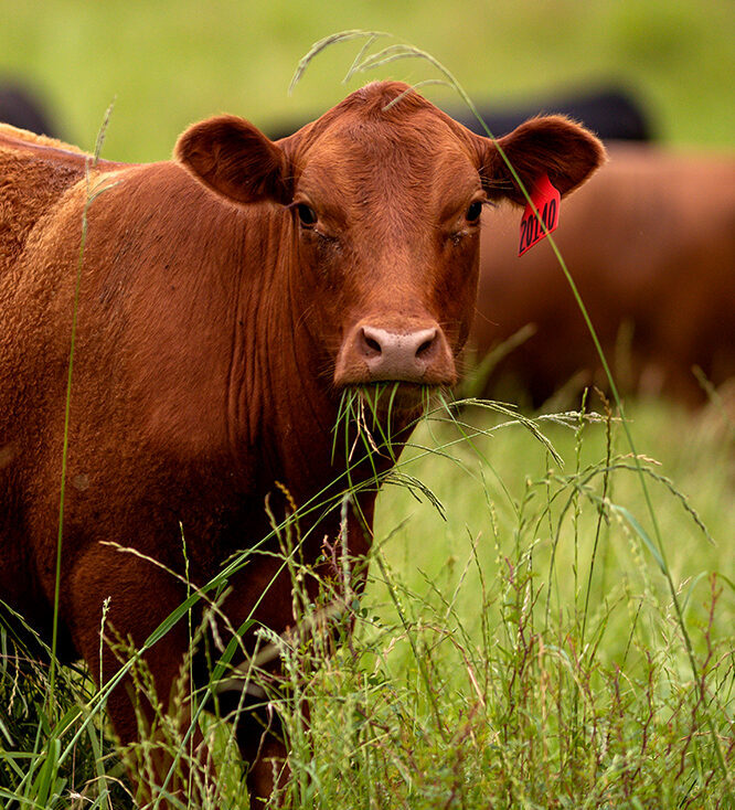 cow grazing