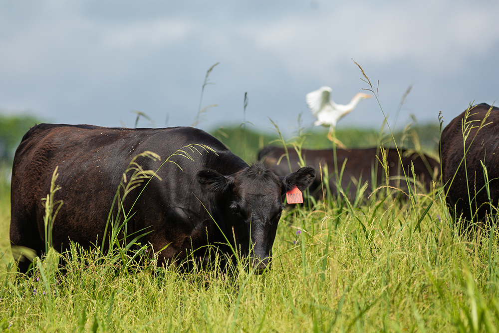 cow grazing