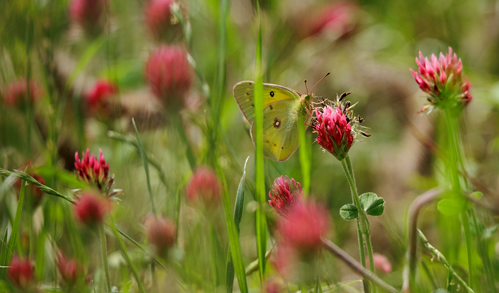 pollinators bounce from flower to flower
