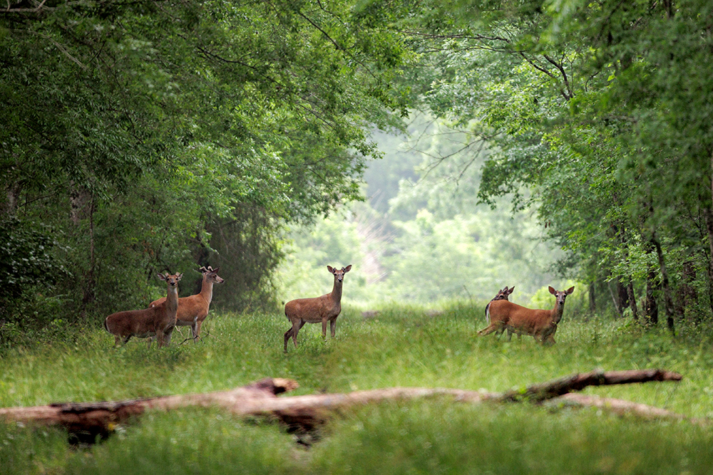 Deer in meadow