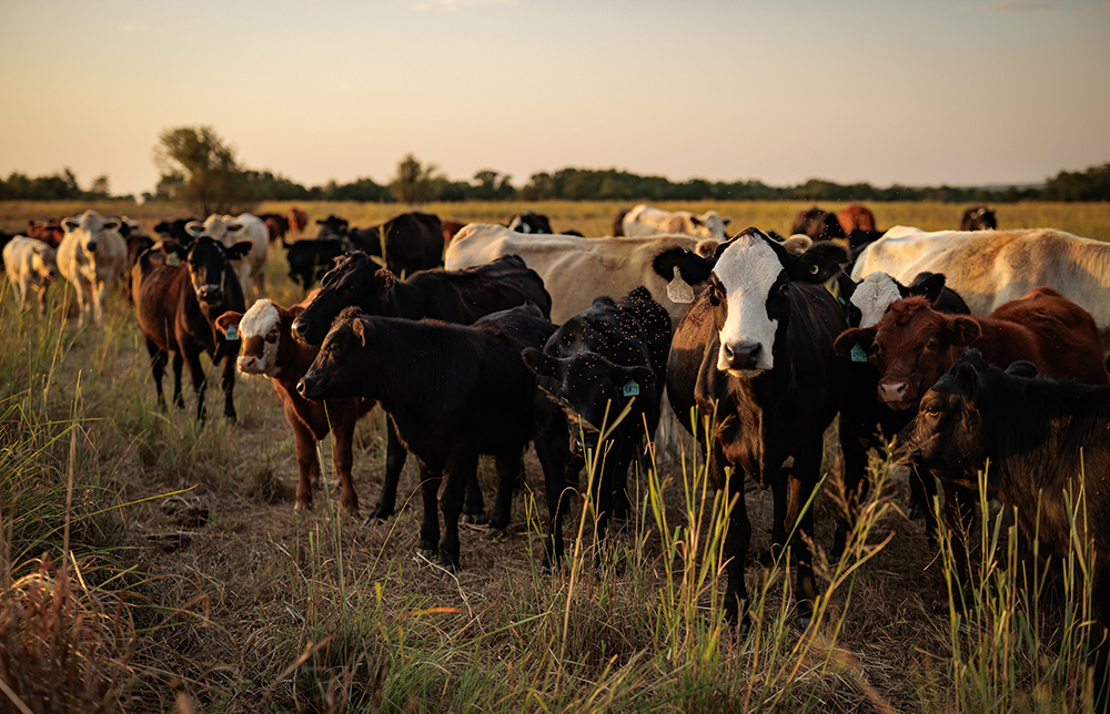 cows in pasture