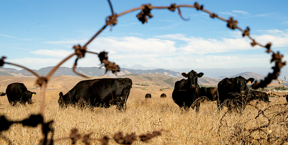 cows grazing down tall oxidized grasses and forbs