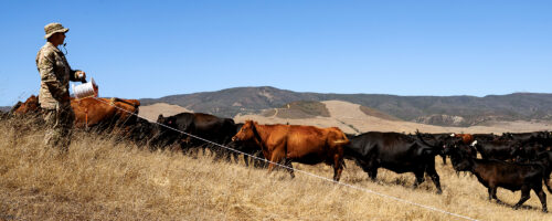 Grazing for National Security thumb