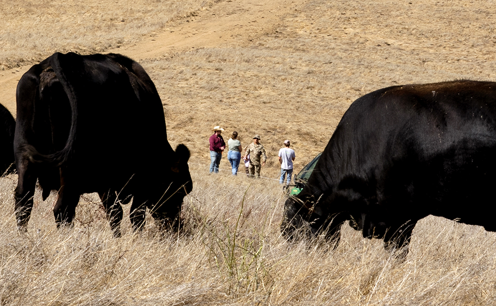 R-GOAL grazing paddocks