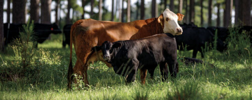 Timber, Cattle and A Century of Care thumb