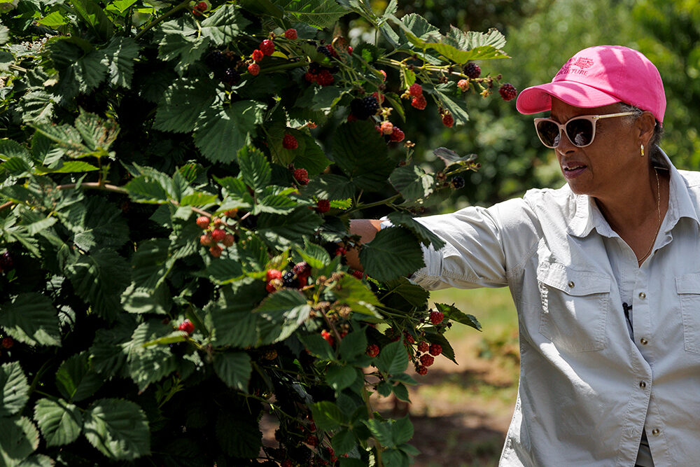 Beverly Bowen checking blackberry bush