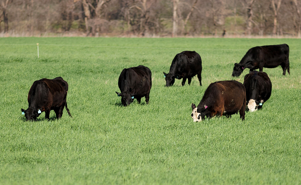 cows grazing cover crops