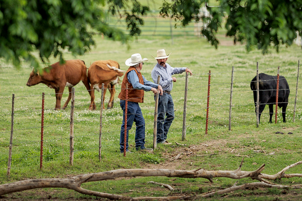 ranchers talking in pasture
