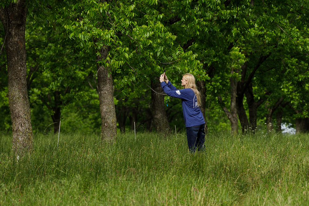 taking photo of orchard