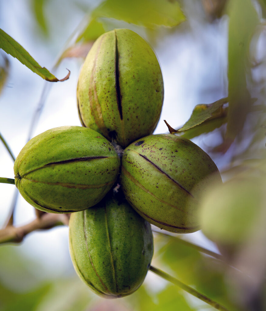 pecans in tree