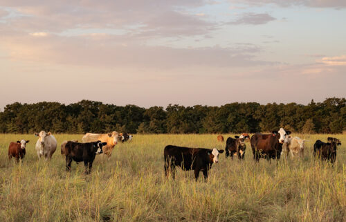 Cattle and calves graze a pasture