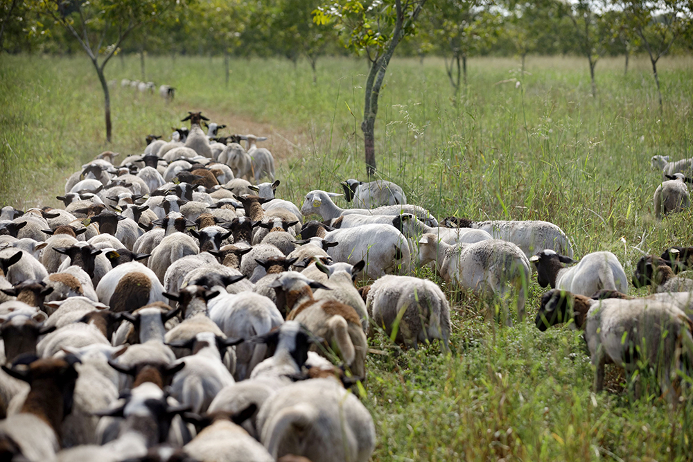 sheep grazing