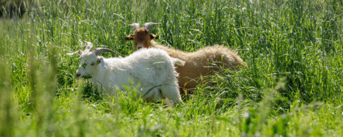 Smarter Grazing on a Leaner Budget thumb