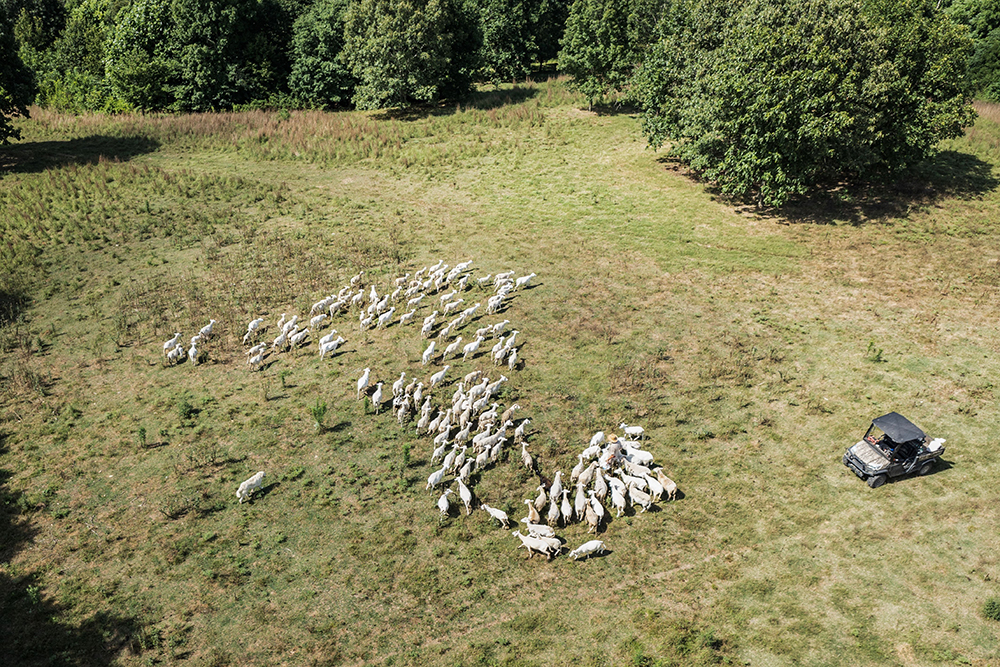 checking sheep health